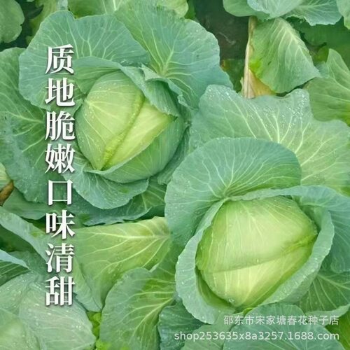 New Fruit Cabbage Cabbage Cabbage Green Treasure Iron Head