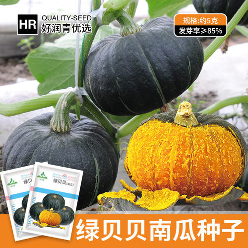 A large amount of green Beibei chestnut pumpkin powder, sti