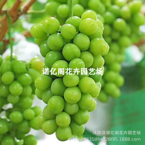 Sunshine Rose Seedless Japanese Inqing King Miaoqing Grape