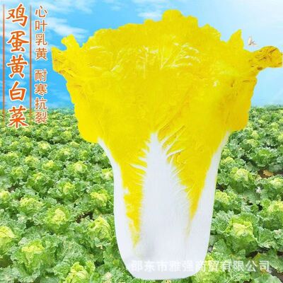 鸡蛋黄奶油大白菜种子真好吃黄心