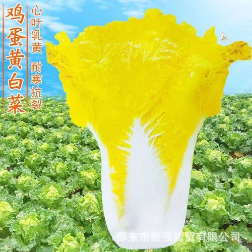 鸡蛋黄奶油大白菜种子真好吃黄心