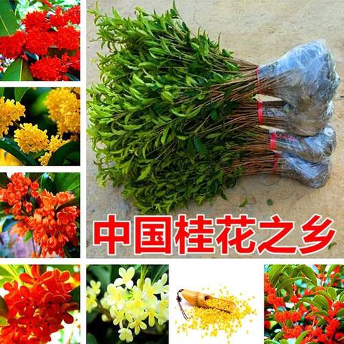 NewOsmanthusTreePotPlants