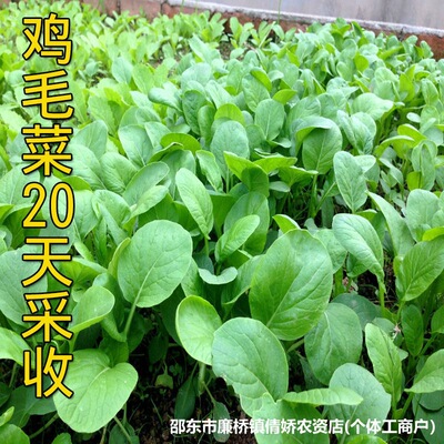 全新鸡毛菜种子种抗热耐寒蔬菜