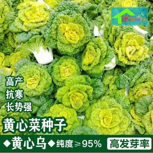 奶油黄心乌菜种种子乌塌菜种籽白