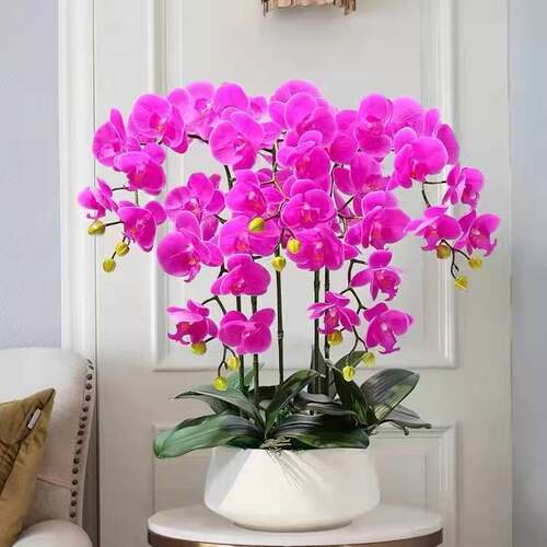 Orchidpotflowerbudplantb