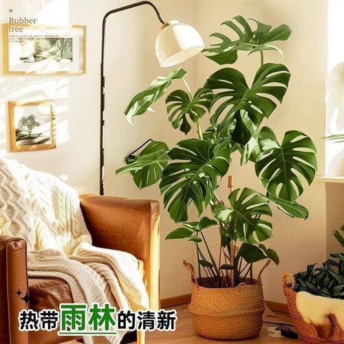 龟背竹客厅大号盆老桩植物室内大