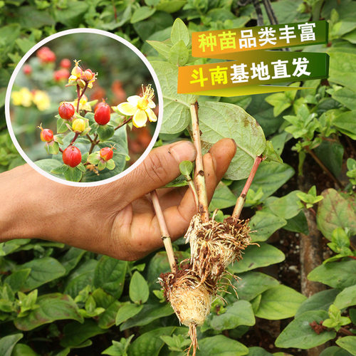 XiangsiDoumiaoHuolongisno