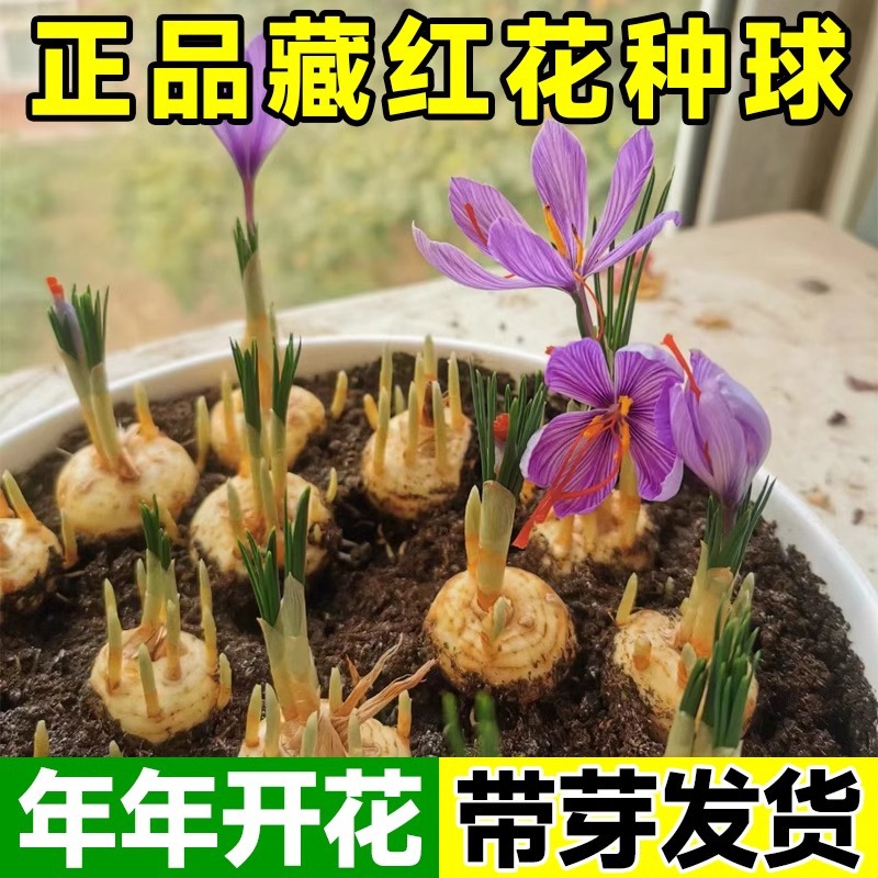 Medicinal saffron bulbs, saffron seeds, seedlings, potted b