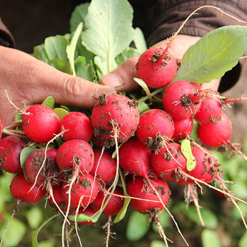 Cherry Sweet Crispy Fruit Radish Garden Balcony Vegetable P