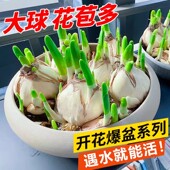 petaled potted narcissus bulbs Double fed flowers water