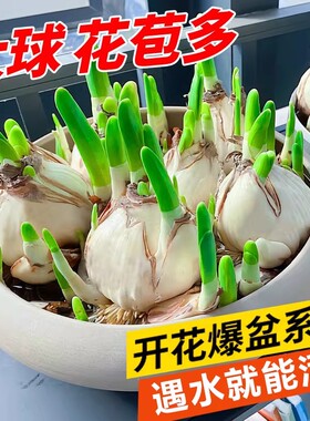 Double petaled narcissus flowers, bulbs, water fed potted p