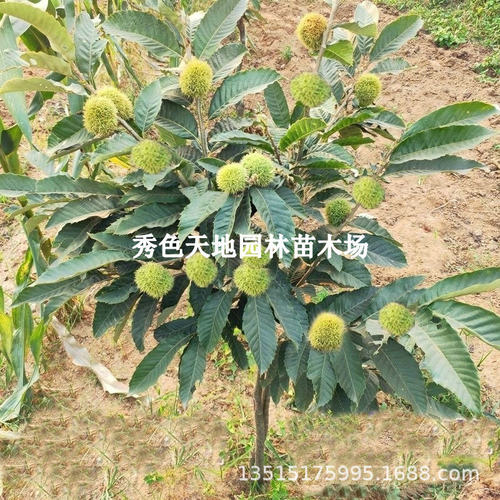 Dahongpaochestnuttreesplan