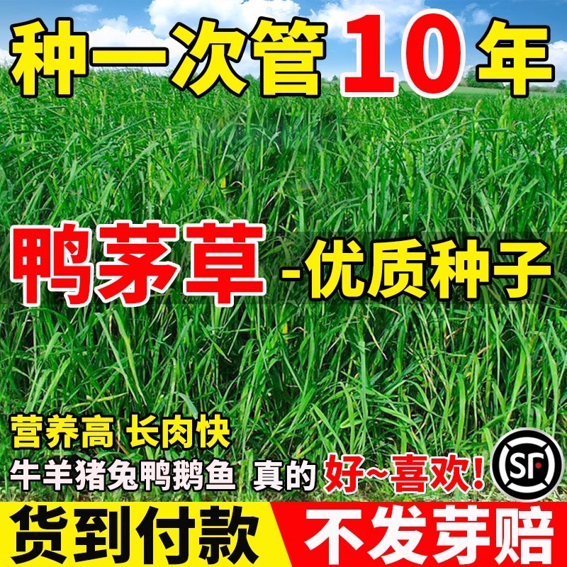 Duck thatch seeds, heat-resistant and cold resistant, orcha