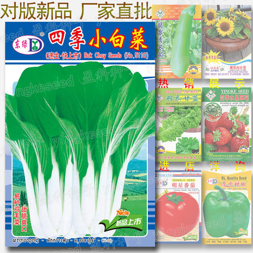 New style of Chinese cabbage, easy to grow, resistant to bo