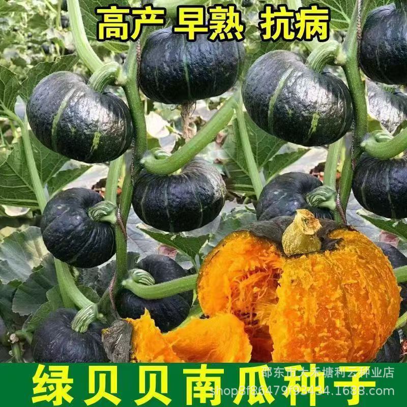 Green Beibei Pumpkin Seeds Chestnut Pumpkin Seeds Sweet, Fr