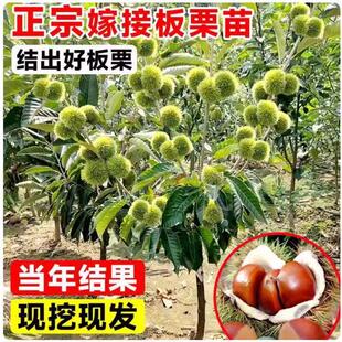 New oil tree seedlings planting in the south and north, big