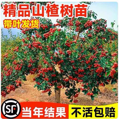 MiaomiaoDaWuLengHawthorn