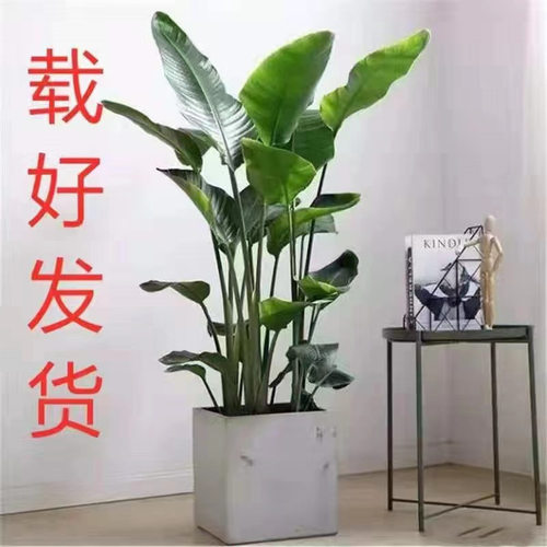 NewIndoorLargePlantsCrane
