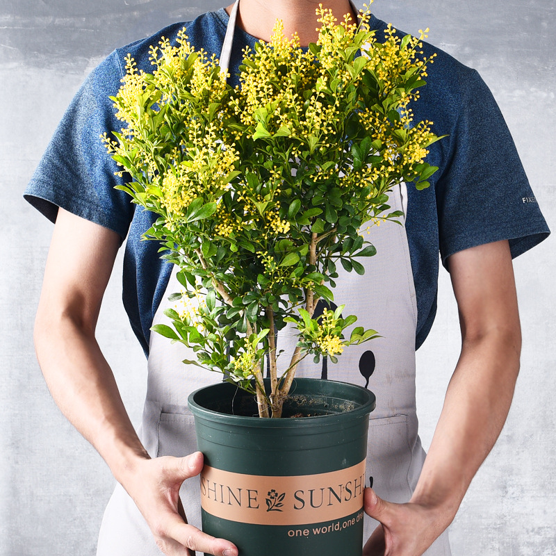 Perfume rice potted, single stem, old pile, rice seed, frag