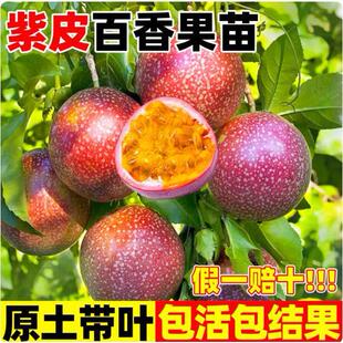 Purple skin fruits are good for planting in the southern an