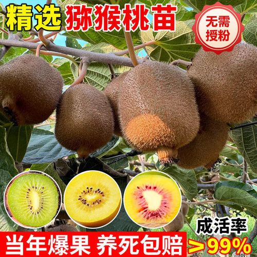 Peachtreeseedlingsredhear