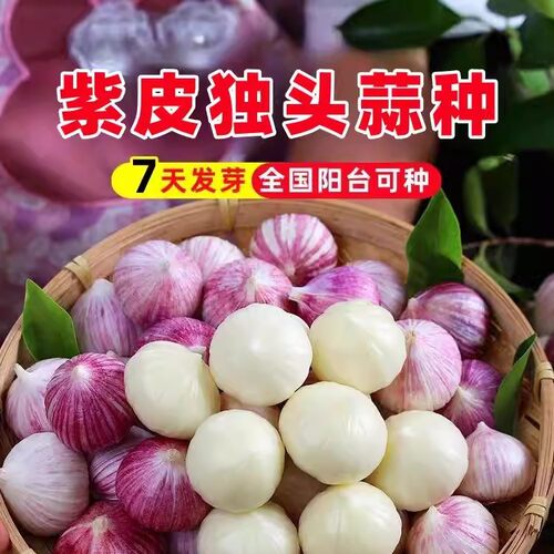 Single head garlic, Yunnan purple skin, single head garlic,