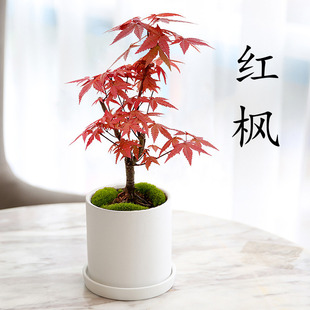 New Japanese Red Maple Bonsai Indoor Desktop Pot Old Pile C