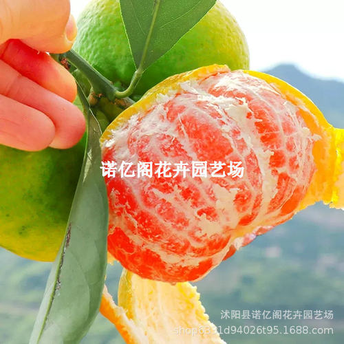 NewQingpiMiaoSunanNo1Ora