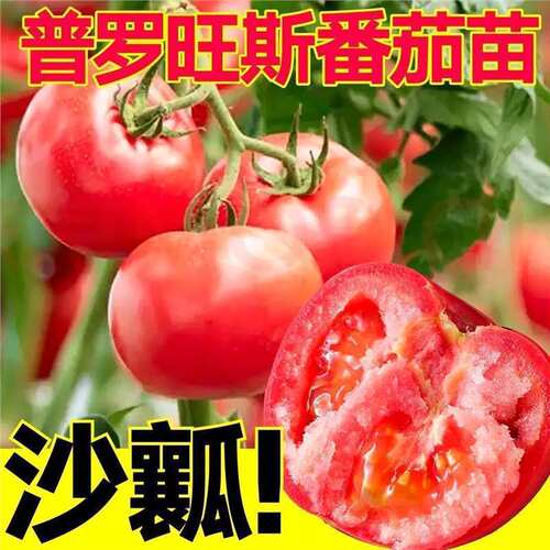 New sand pulp old products Provence seedlings with large po