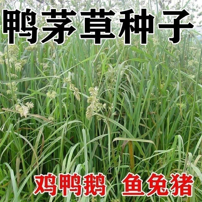 Duck hair grass seeds, clean seeds, shade tolerant forest p