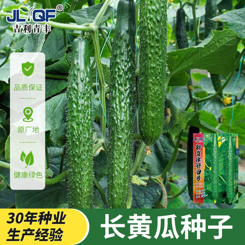 Green core, long cucumber, dense thorns, cucumber, green fl