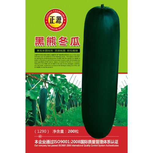 New Guangdong Black Tiger Winter Melon Seedlings, Extra Lar