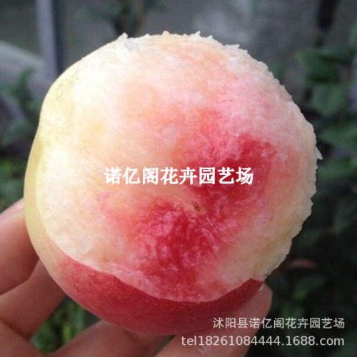 Extremely early maturing May, extra large crispy honey frui