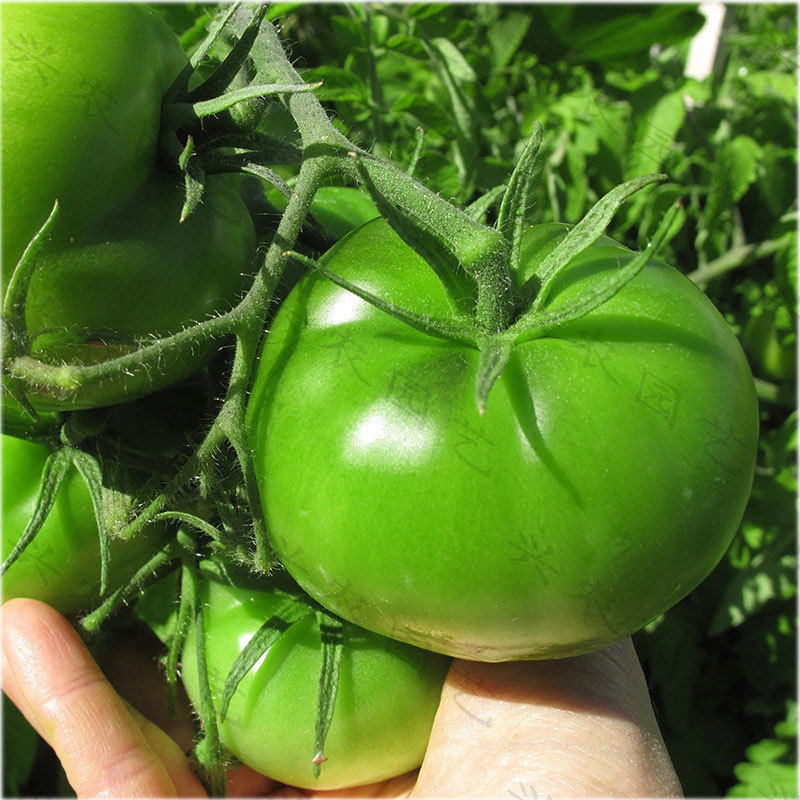 Thieves don't steal tomato seeds, green tomato seeds, north