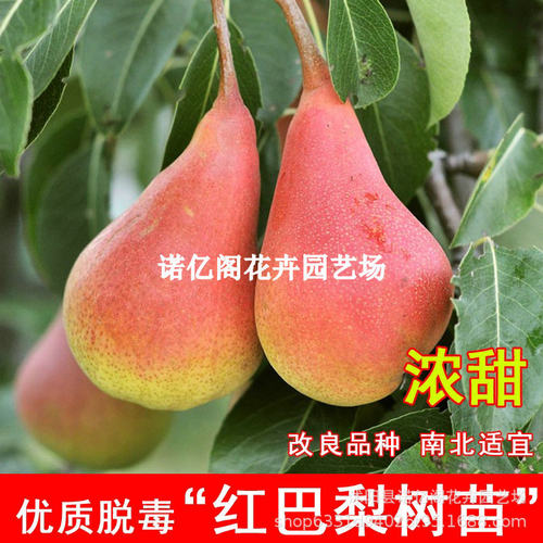 American Red Beer Pear Fruit Seedlings Western Pear Barley