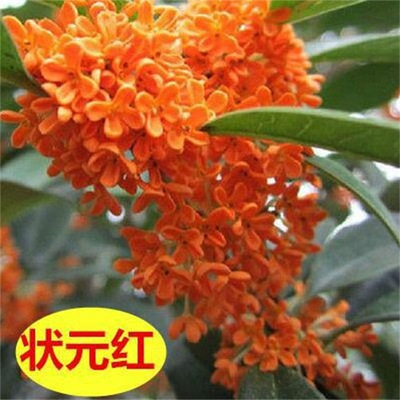 ZhuangyuanRedOsmanthusTree