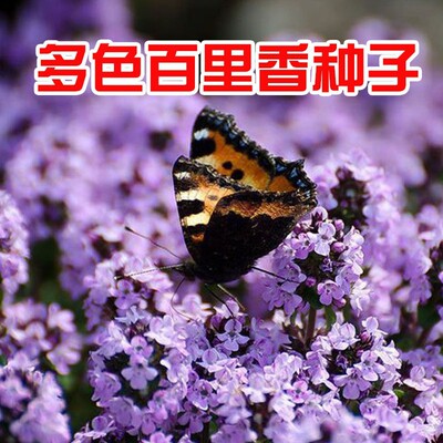 百里种子可食用西餐牛排草调味料
