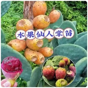 Cactus fruit saplings, edible type, pagoda red fruit, plant