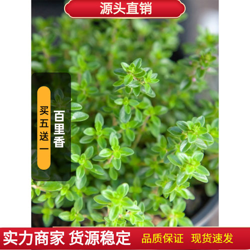 European Bailishan Pepper Ground Pepper Edible Grass Balcon