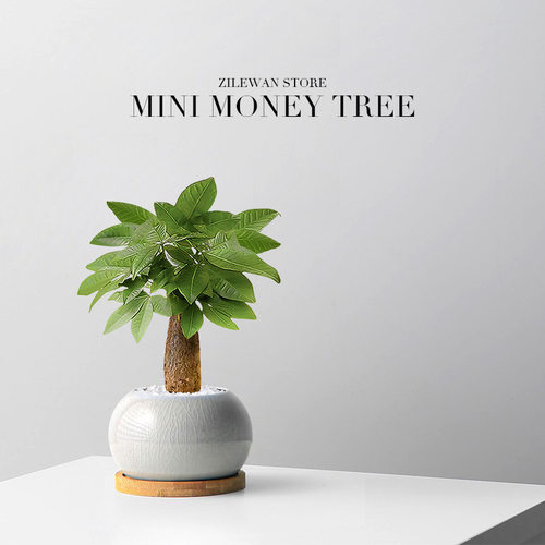 FortuneTreeDesktopPotOffi