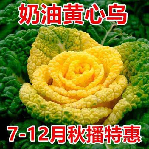 Huangxin Wuta Vegetable Cold resistant Huangxin Vegetable C