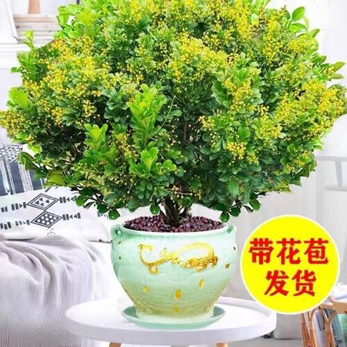 NewMilanflowerpotplantwit