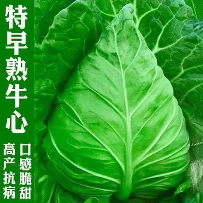 small model toy， Beef heart cabbage special cabbage rolled