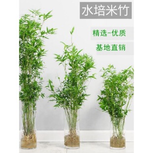 Plant, rice bamboo, indoor pot, Dracaena sanderiana, southe