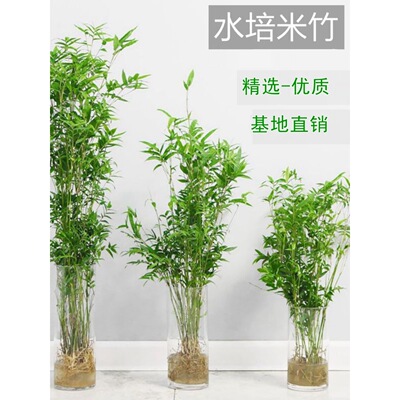 Plantricebambooindoorpot