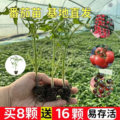 Tomato Seedlings, Large Tomatoes, Vegetable Seedlings, Vege