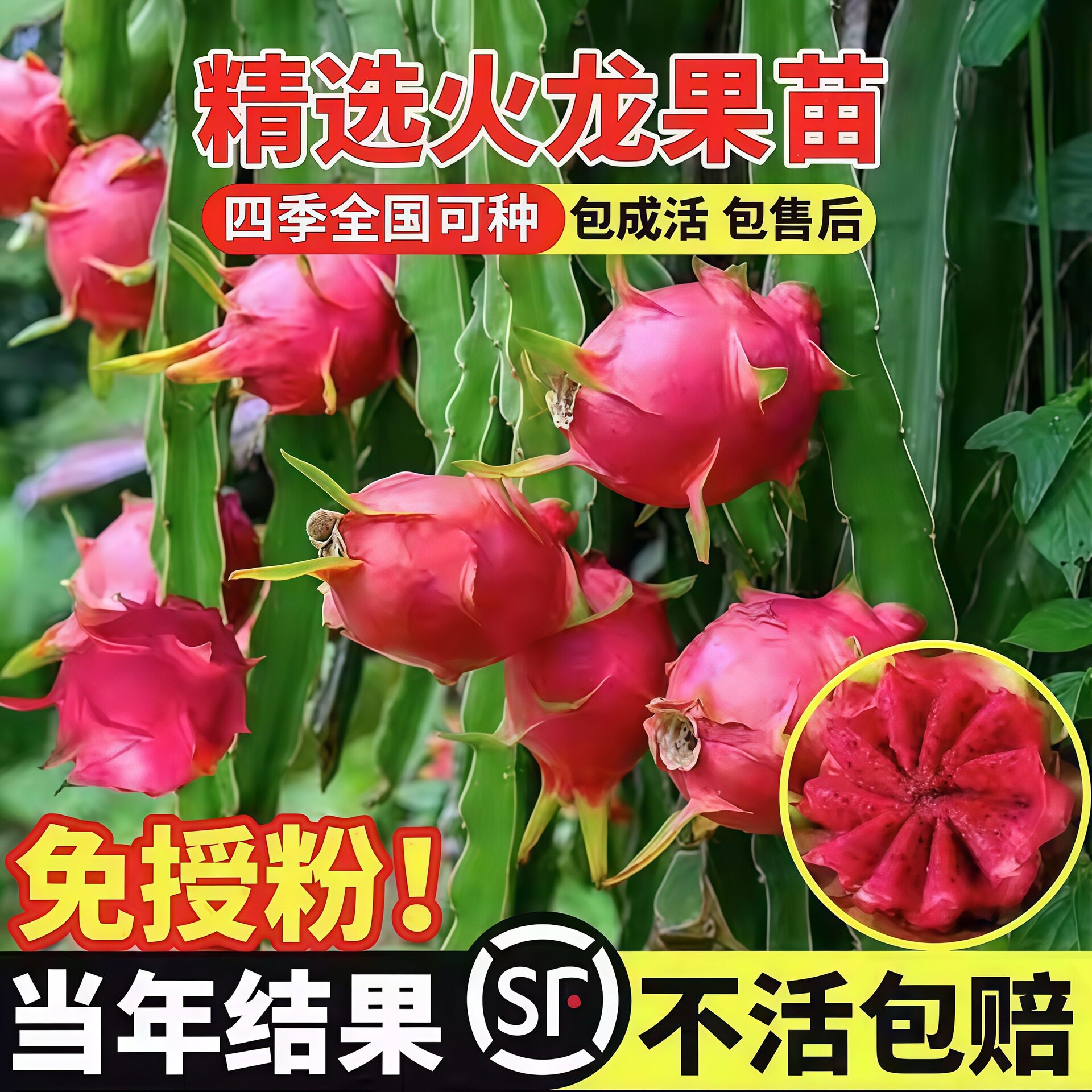 New Red Heart Dragon Fruit Seedling Pot with Roots White He - 实物图