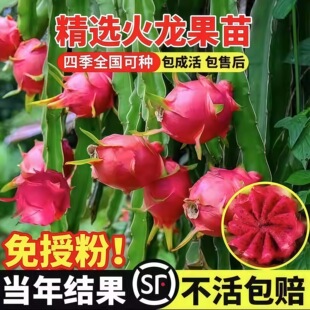 New Red Heart Dragon Fruit Seedling Pot with Roots White He
