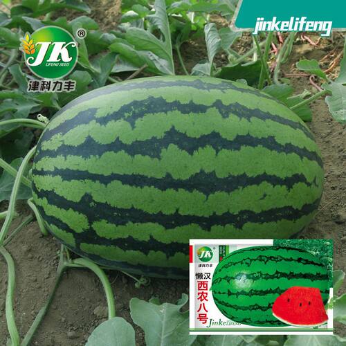 New Lazy Xinong No.8 Watermelon Flower Skin Fruit Solitary
