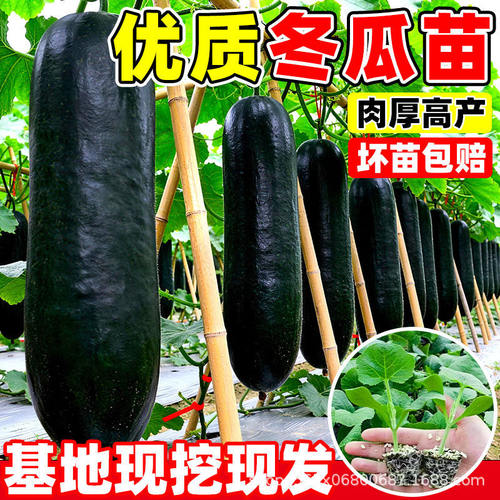 New winter melon seedlings, black skinned green skinned ear